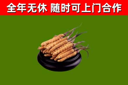 商城县烟酒回收冬虫夏草.jpg
